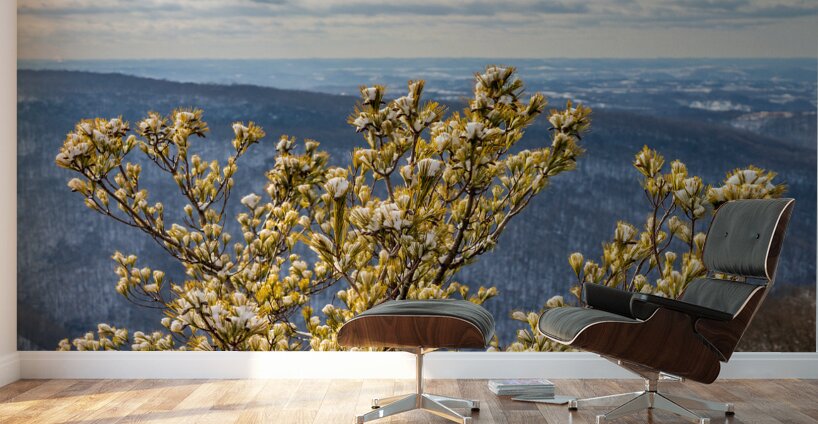 Eastern White Pine covered with snow at Coopers Rock Wall Murals