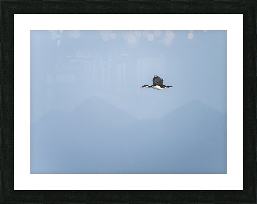 Imperial Shag or Cormorant flying by Cape Horn in Chile  Framed Print Print