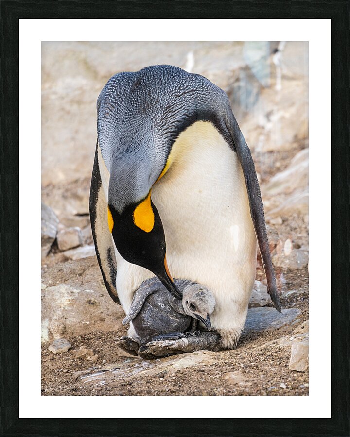 Small chick hiding in the feathers of a King Penguin at Bluff Co  Framed Print Print