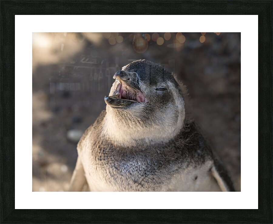 Single magellanic penguin chick showing papillae in mouth  Impression encadrée