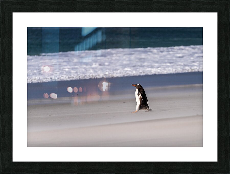 Single Gentoo penguin on Falklands walking to ocean  Framed Print Print
