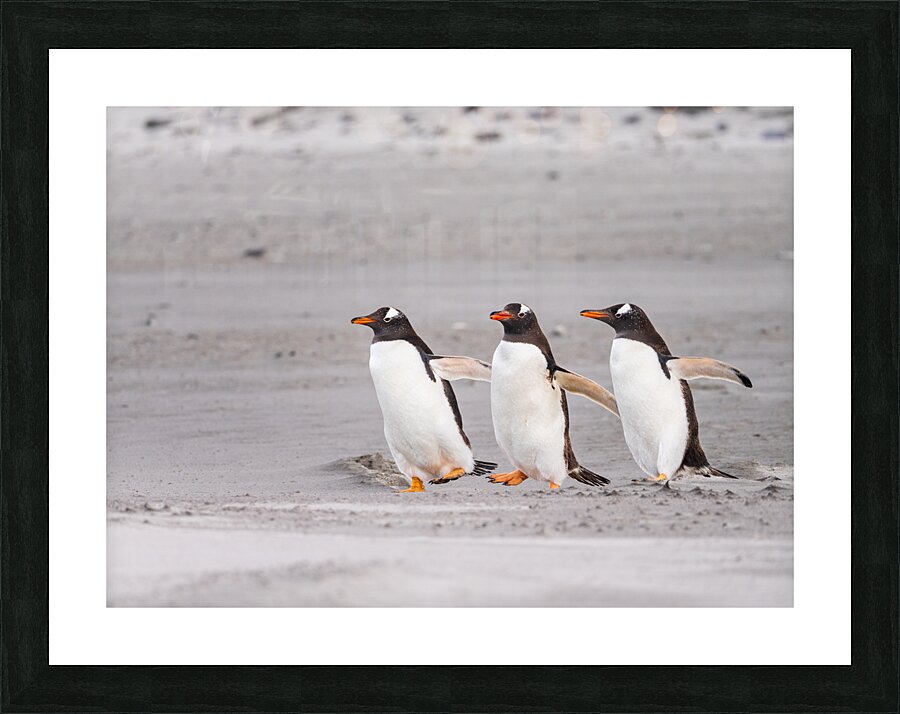 Three Gentoo penguins at Bluff Cove  running on sandy beach  Framed Print Print