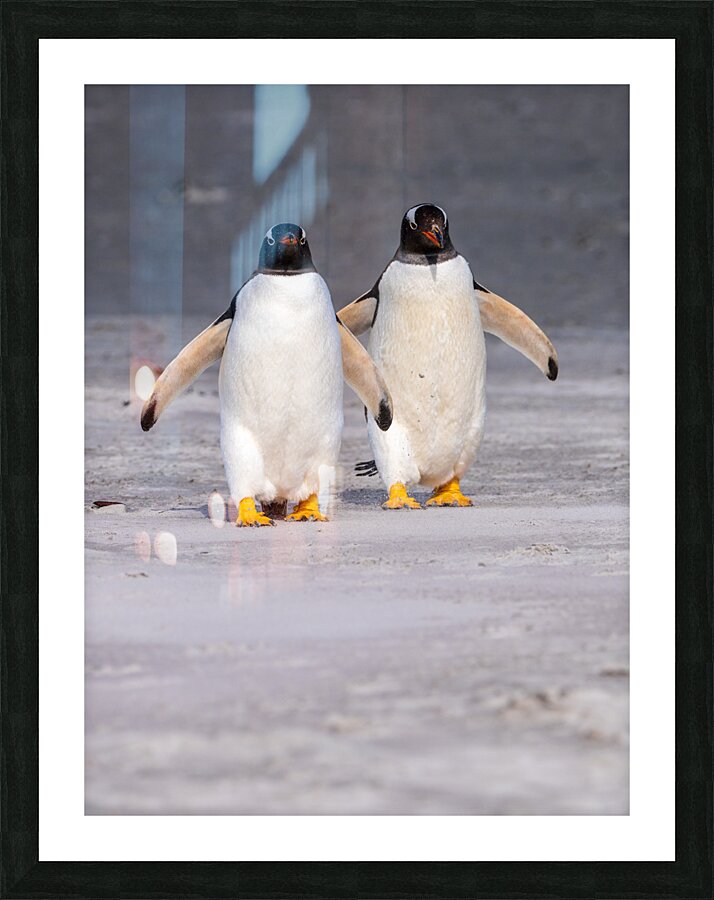 Two Gentoo penguins at Bluff Cove on Falklands walking to ocean  Framed Print Print