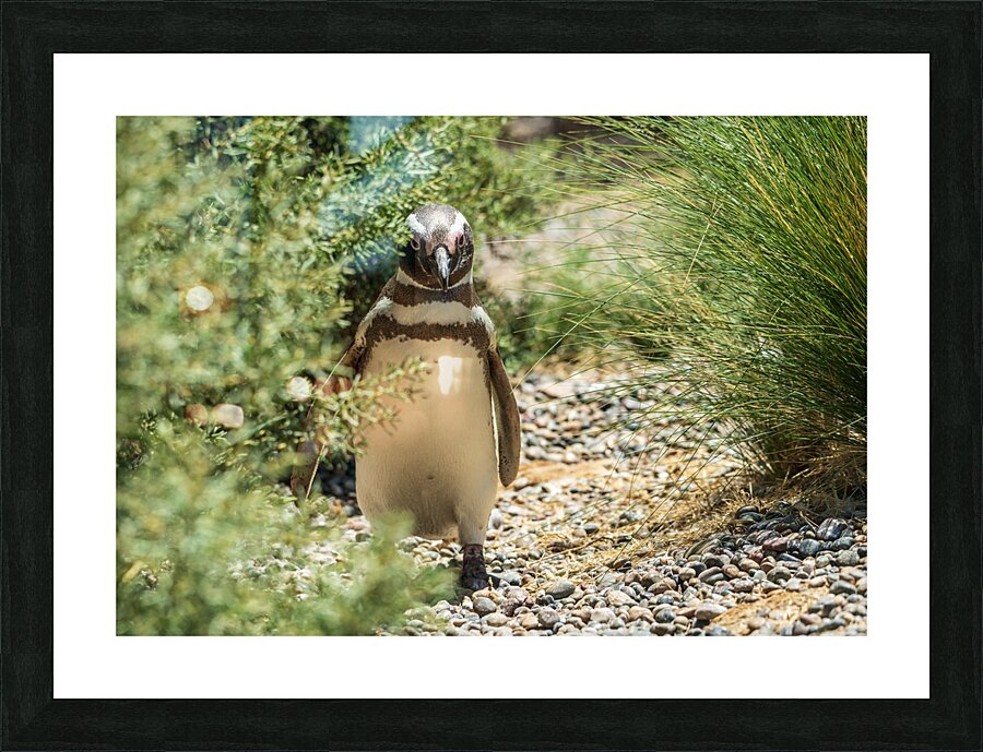 Single male magellanic penguin in plants in Punta Tombo  Impression encadrée