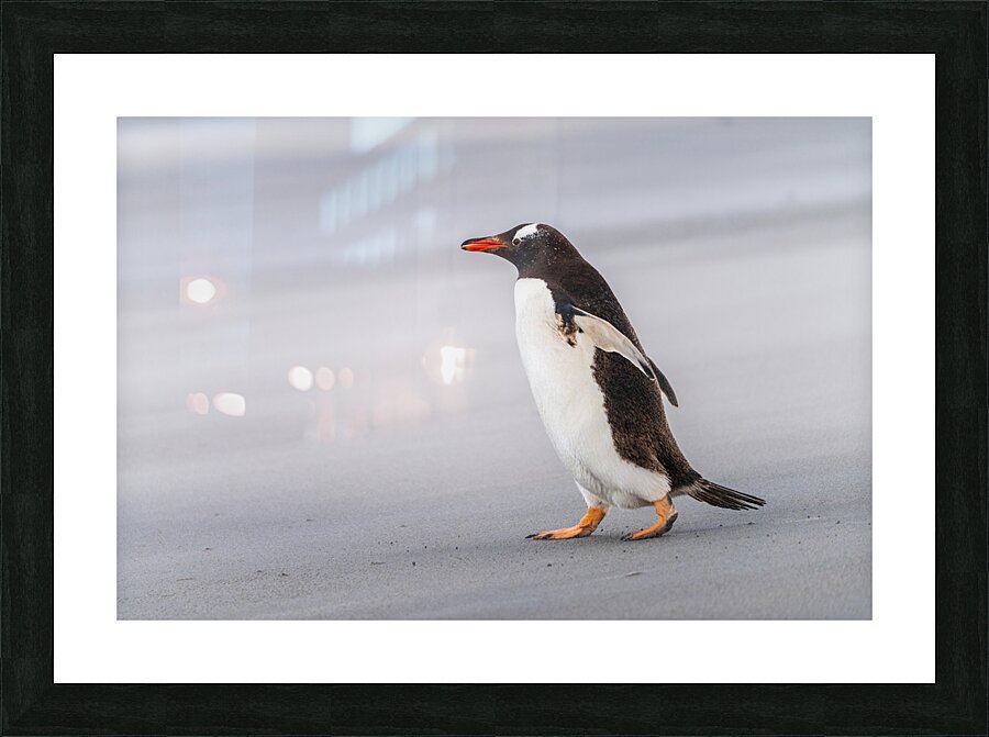 Single Gentoo penguin on Falklands walking to ocean  Impression encadrée