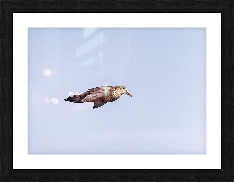 Southern giant petrel flying alongside cruise ship in South Atla  Framed Print Print