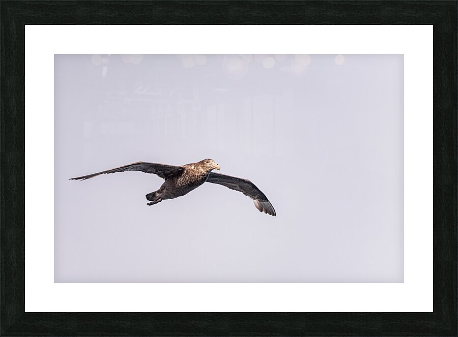 Southern giant petrel flying alongside cruise ship in South Atla  Framed Print Print