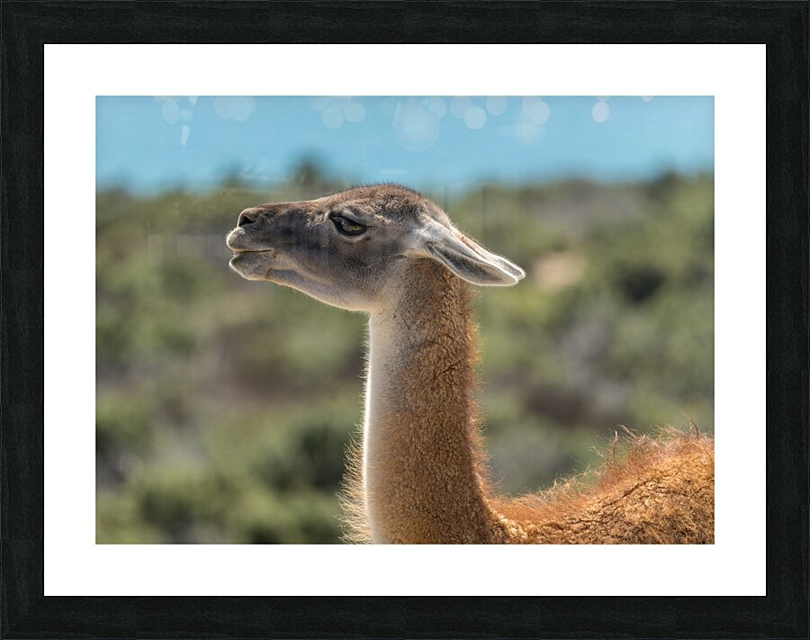 Side view portrait of guanacos or  llama in Punta Tombo reserve  Impression encadrée