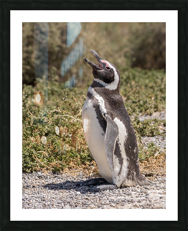 Single magellanic penguin making a call in Punta Tombo  Framed Print Print