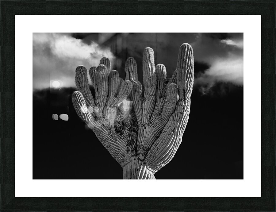 Crested Saguaro in National Park West in monochrome Picture Frame print