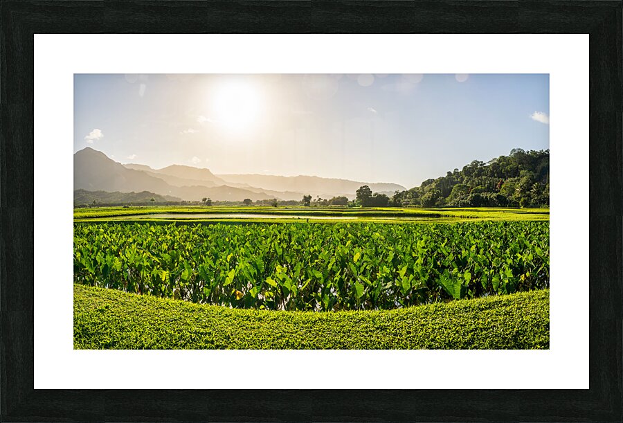 Verdant taro fields thrive under the Hawaiian sun near Hanalei B Picture Frame print