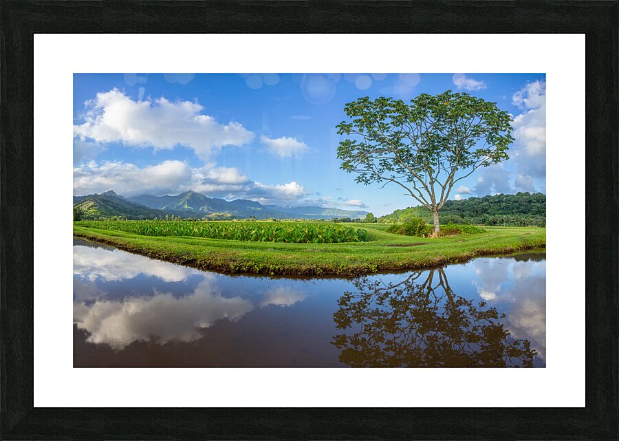 Panoramic view of Hanalei Valley in Kauai Picture Frame print