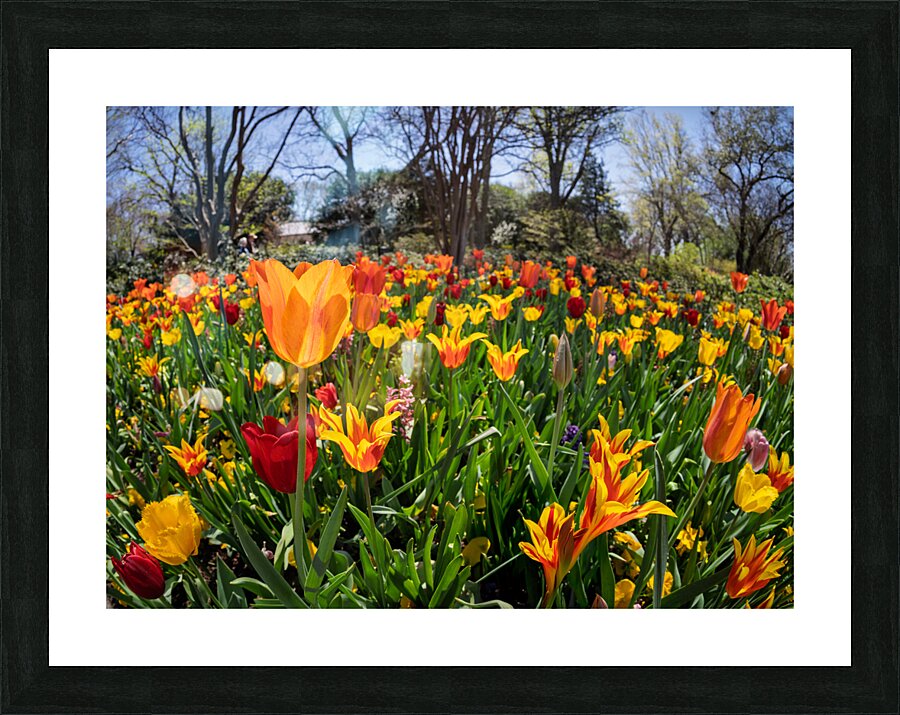 Field of vibrant tulips in full bloom creating a colorful tapes Impression et Cadre photo