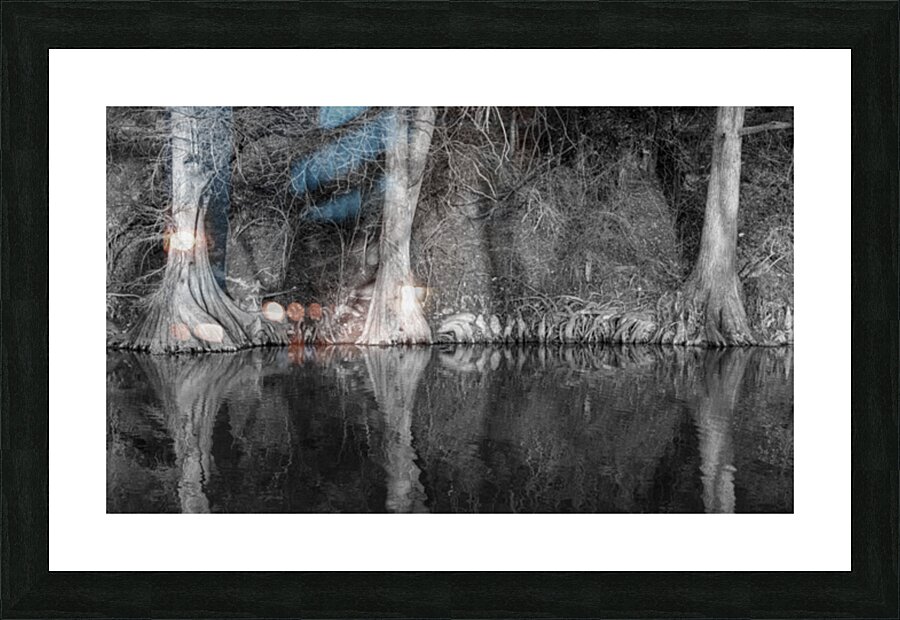 Large cypress trees in Cypress Bend Park alongside Guadalupe Riv Picture Frame print