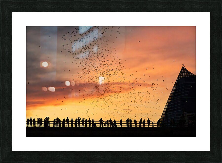 Bats Flying Overhead - Crowd on Congress Avenue bridge Picture Frame print