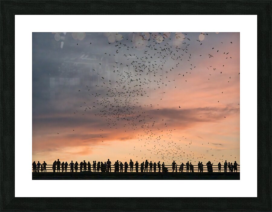 Bat watchers crowd on Congress Avenue bridge as bats fly  Picture Frame print