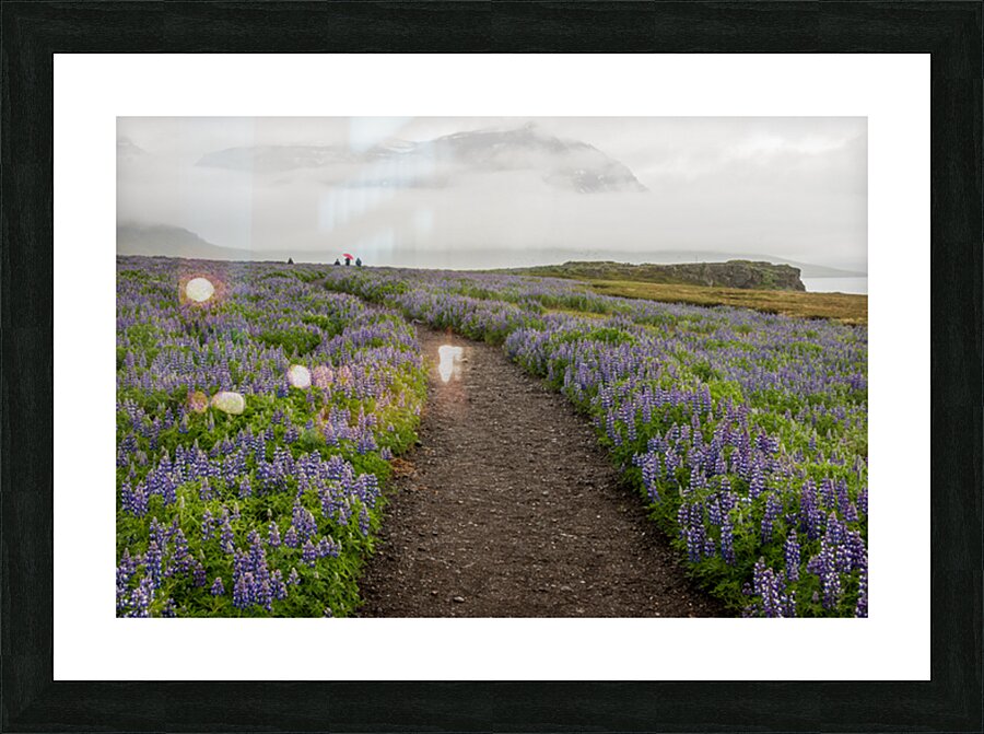 Path from the bird watching cliffs at Skalanes Nature Center Picture Frame print