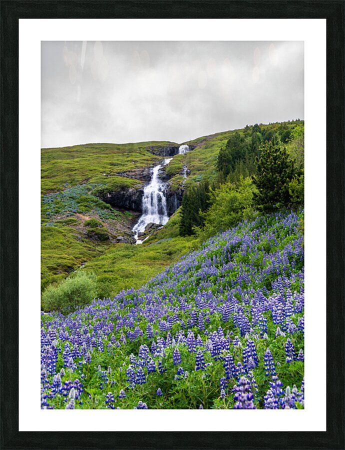 Waterfall in Tunhudalur valley near Isafjordur Iceland with lupi Picture Frame print