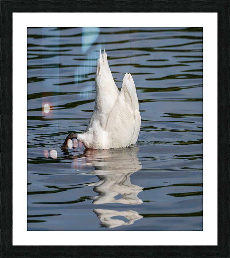 Side view of the body of a swan reaching into the water of Elles Impression et Cadre photo