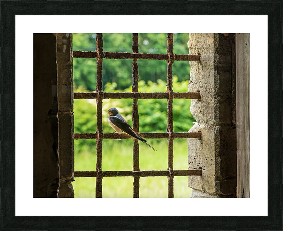 Barn swallow perched on the bars of 13th Century window Picture Frame print