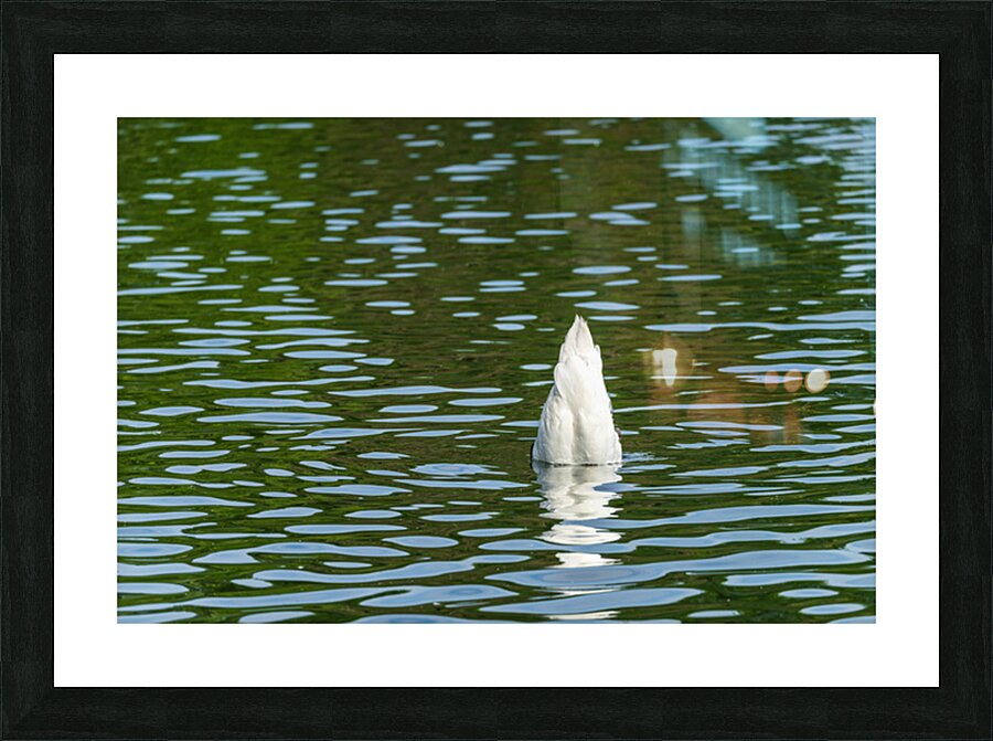 Rear view of the body of a swan reaching into the water of Elles Impression et Cadre photo