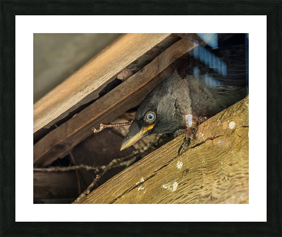 Head of a jackdaw poking out from nest in the rafters of an old  Picture Frame print