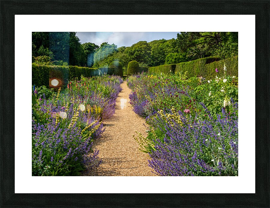 Flowering shrubs in a hedged flower garden on the Isle of Wight Picture Frame print