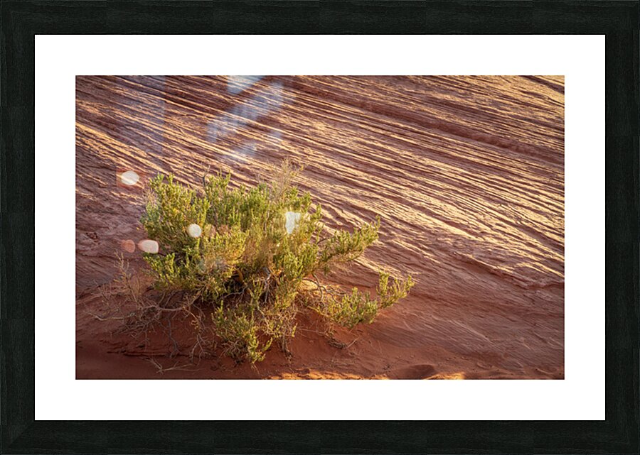 Detail of bush around Rainbow Vista trail in Valley of Fire stat Picture Frame print