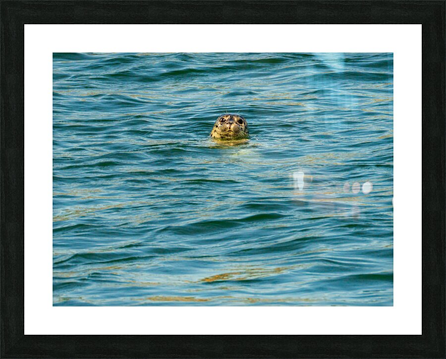 Small harbor seal in waters off Anacortes looking plaintively at Picture Frame print