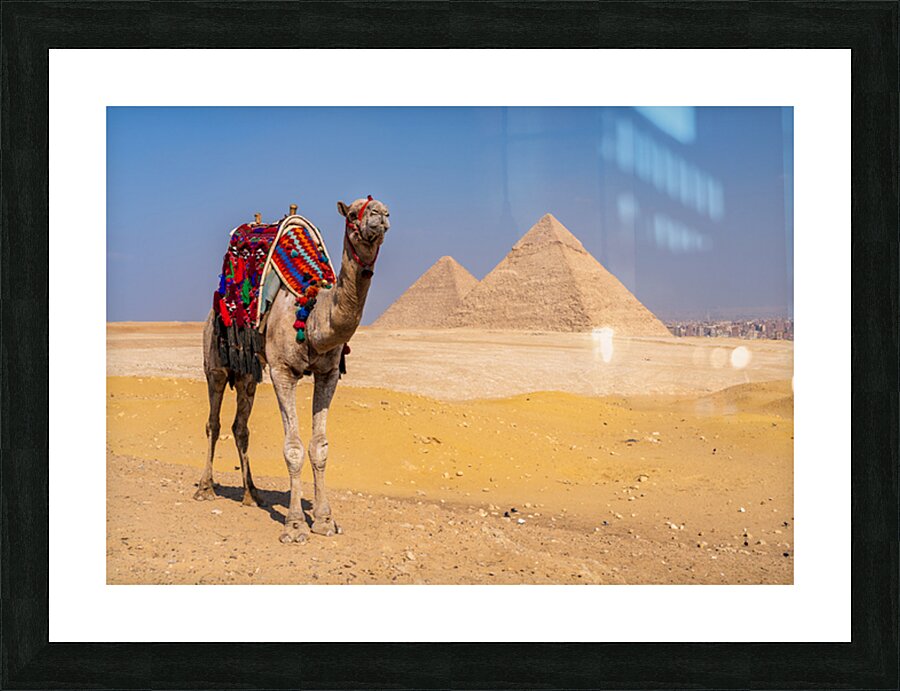 Single camel standing in front of Great Pyramid of Giza waiting  Picture Frame print