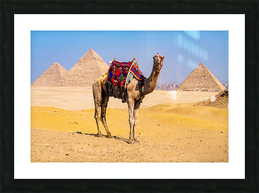 Single camel standing in front of Great Pyramid of Giza waiting  Picture Frame print