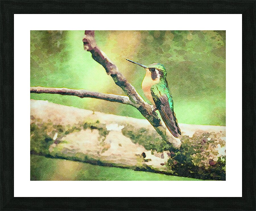 White throated mountaingem hummingbird perched on a twig  in Cos Picture Frame print