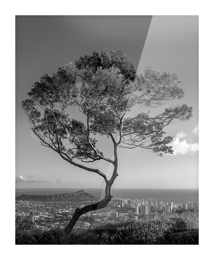 Solitary tree overlooks Waikiki in Black and White  Impression encadrée