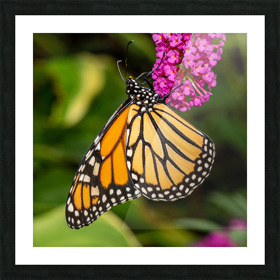Side view of Monarch butterfly feeding in garden  Framed Print Print