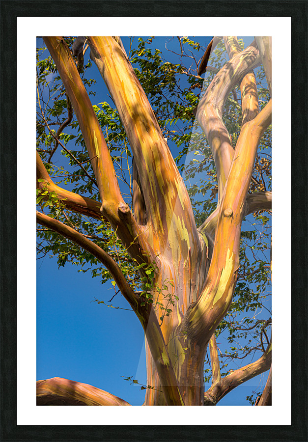 Pattern of branches of rainbow eucalyptus trees against blue sky on Kauai Picture Frame print