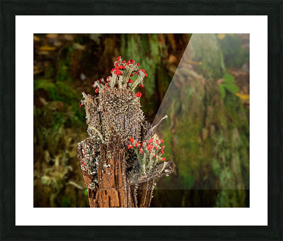 Cladonia cristatella or British Soldiers Lichen or algae  Framed Print Print