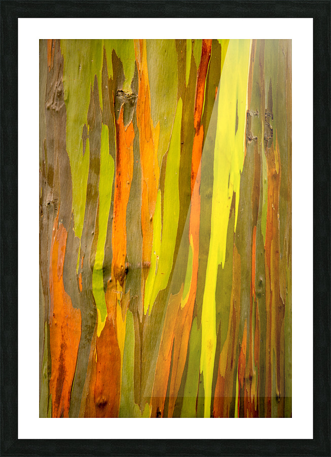 Detail of bark of Rainbow Eucalyptus tree Impression et Cadre photo