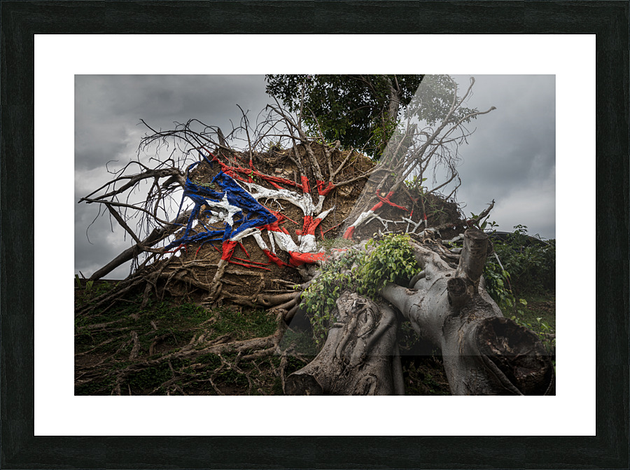 Fallen tree from Hurricane Maria in San Juan Picture Frame print