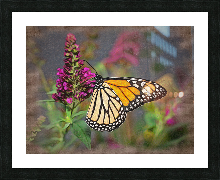 Beautiful Monarch butterfly feeding in garden Picture Frame print