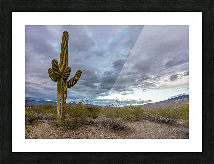 Sunset in Saguaro National Park Tucson Picture Frame print