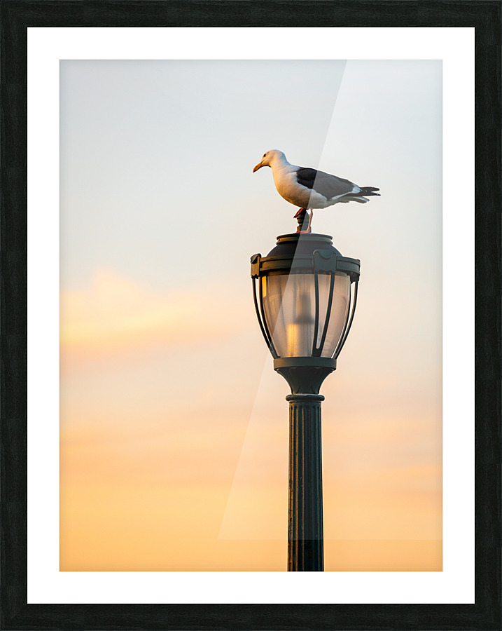 Seagull on a cast iron street lamp at dusk  Impression encadrée