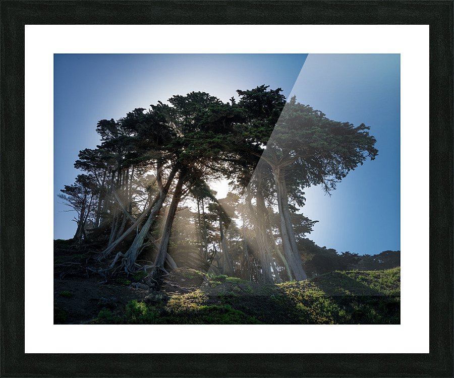Sunbeams from large pine or fir trees   Framed Print Print