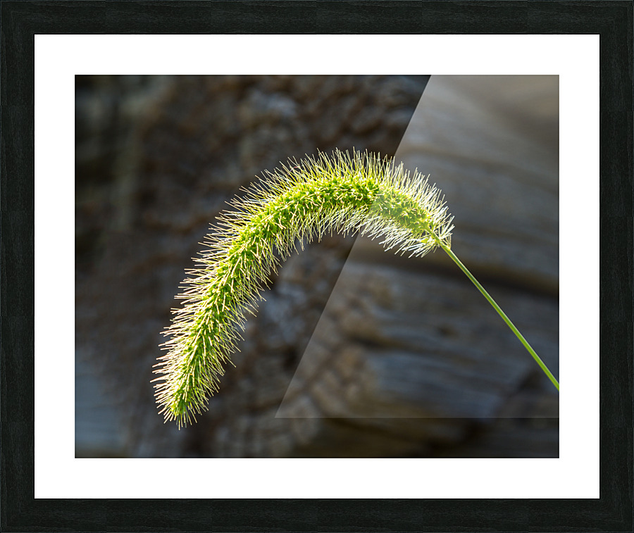 Backlit grass seedhead thought to be Timothy  Framed Print Print