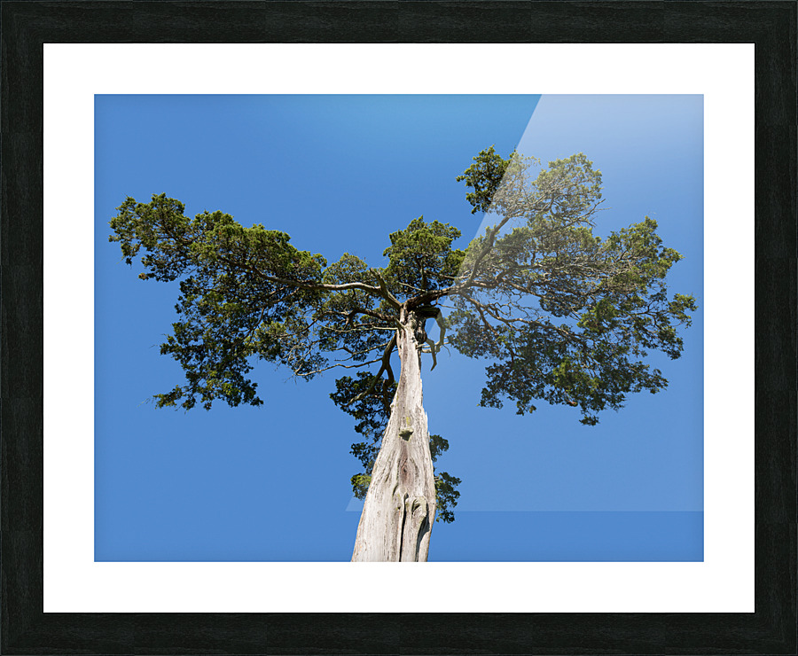 Old Cedar tree at Appomattox National Park  Framed Print Print