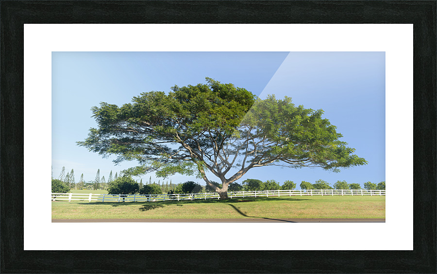 Large acacia or koa tree Kauai  Framed Print Print