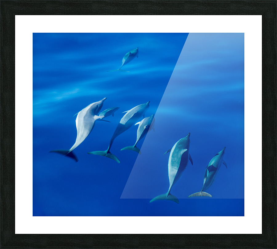 Spinner dolphins off coast of Kauai with leader clearly winning   Framed Print Print