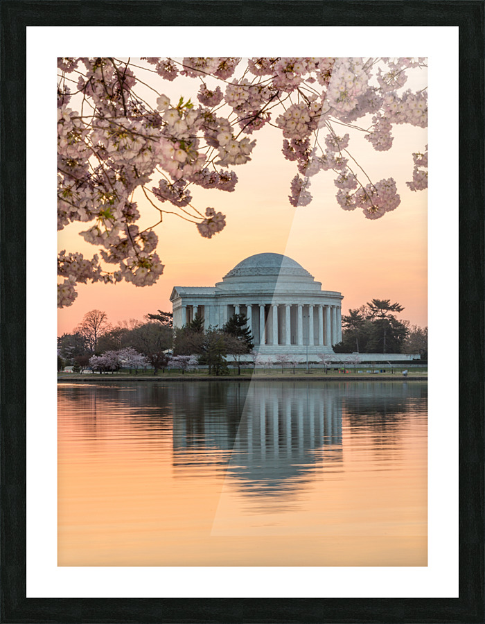 Cherry Blossom and Jefferson Memorial at sunrise  Framed Print Print