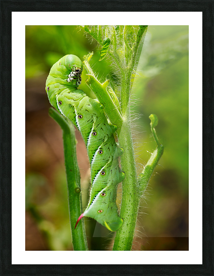 Tomato hornworm caterpillar eating plant  Framed Print Print
