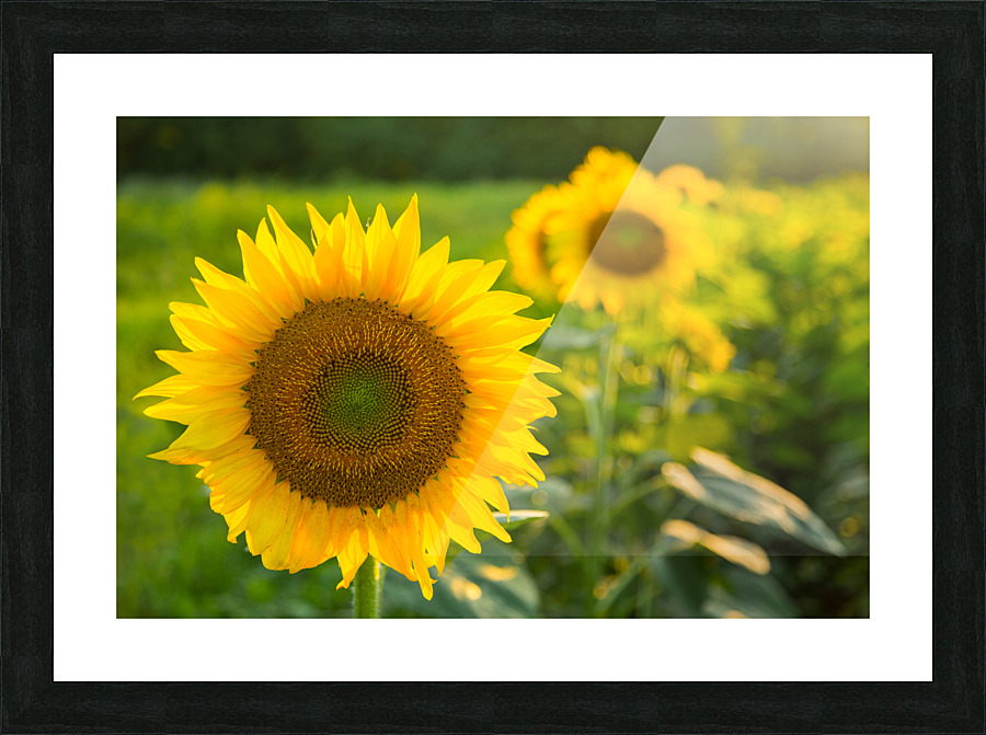 Sunflowers in early evening as sun sets Picture Frame print