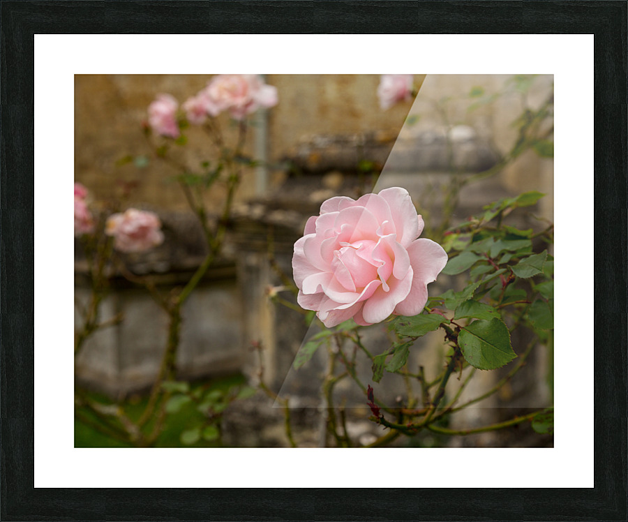 Pink rose in graveyard in Bibury  Framed Print Print